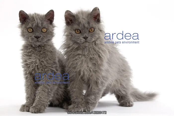  : Cat Selkirk Rex kittens