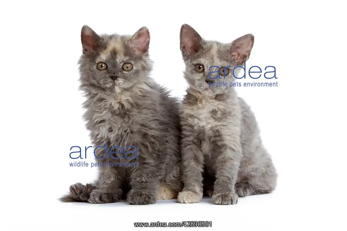  : Cat - Selkirk Rex kittens in studio