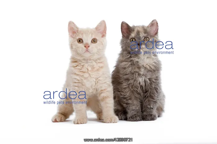  : Cat - Selkirk Rex kittens in studio