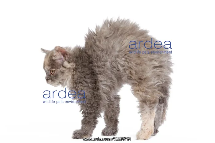 : Cat - Selkirk Rex kittens in studio - arching back : Cat - Selkirk Rex kittens in studio - arching back