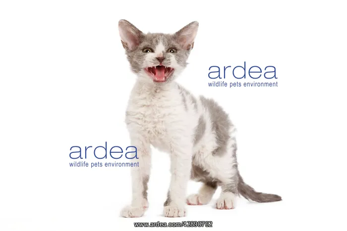  : Cat - Selkirk Rex kittens in studio - miaowing