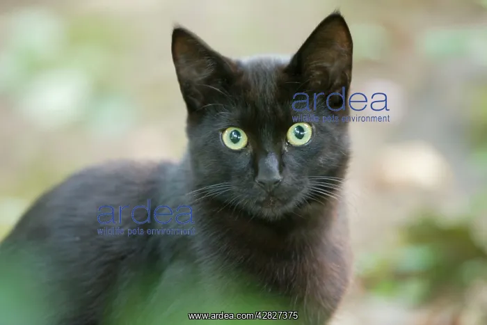  : Cat - semi-feral