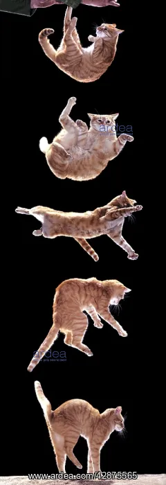  : Cat. Sequence of falling cat