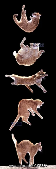  : Cat - Sequence of falling cat