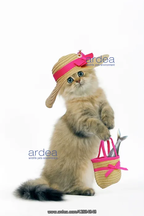 : Cat - Shaded Golden Perisan on hind legs, wearing : Cat - Shaded Golden Perisan on hind legs, wearing