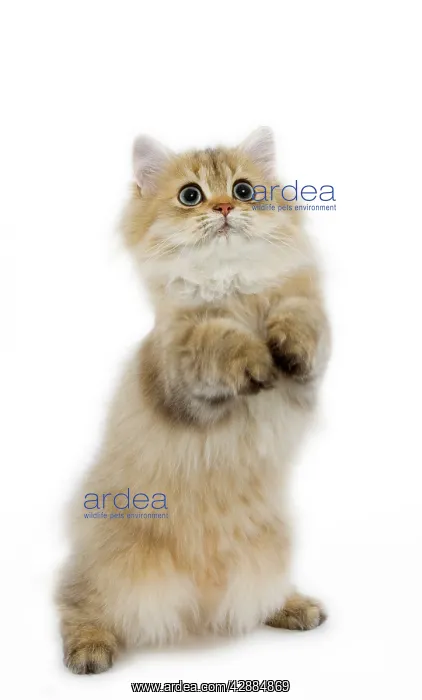  : Cat - Shaded Golden Persian on hind legs
