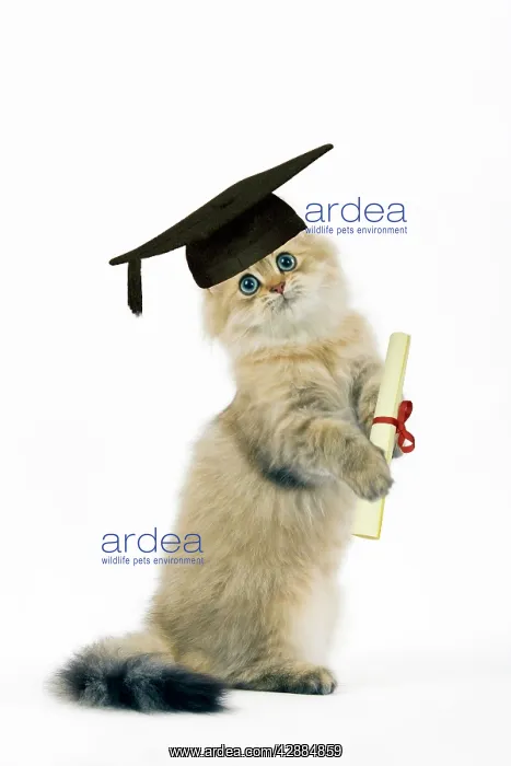 : Cat - Shaded Golden Persian on hind legs - in mortarboard : Cat - Shaded Golden Persian on hind legs - in mortarboard