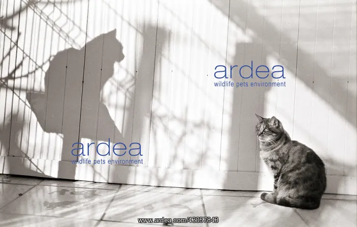: Cat and shadow Refuge of Beauregard France : Cat and shadow Refuge of Beauregard France