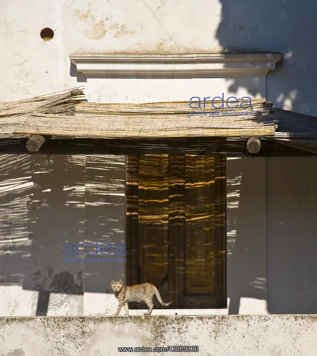 : Cat and shaow on Stromboli Island : Cat and shaow on Stromboli Island
