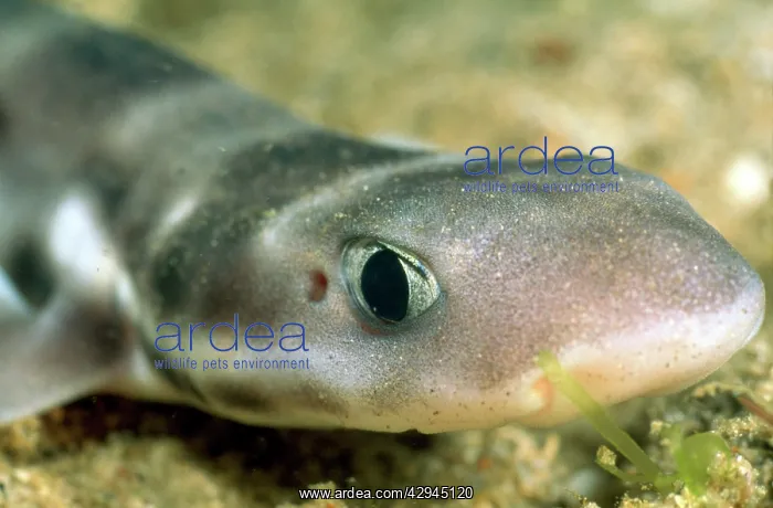 : Cat Shark - close-up of head : Cat Shark - close-up of head
