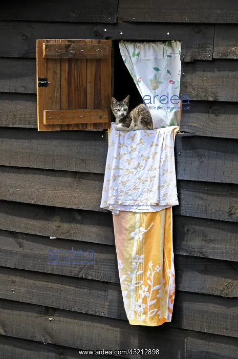 : Cat on the sheets to the window of a room in Madagascar : Cat on the sheets to the window of a room in Madagascar