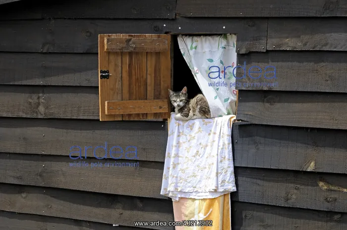 : Cat on the sheets to the window of a room in Madagascar : Cat on the sheets to the window of a room in Madagascar