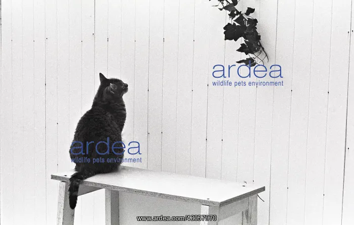 : Cat on a shelf Refuge of Beauregard France : Cat on a shelf Refuge of Beauregard France