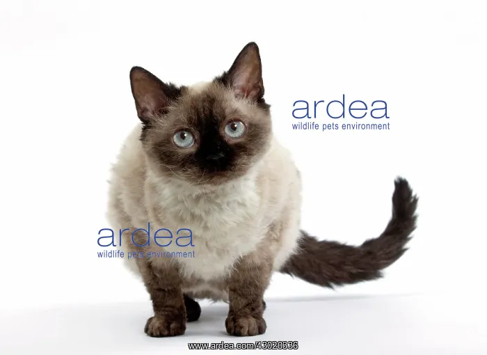  : Cat Short-haired Selkirk Rex