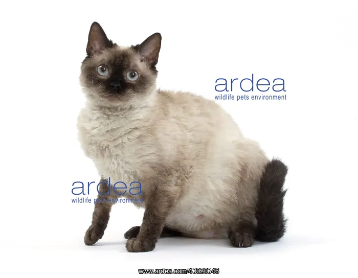  : Cat Short-haired Selkirk Rex
