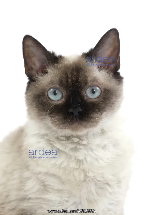  : Cat Short-haired Selkirk Rex