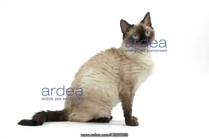  : Cat Short-haired Selkirk Rex