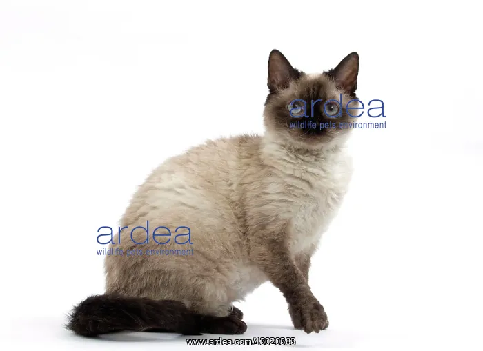  : Cat Short-haired Selkirk Rex