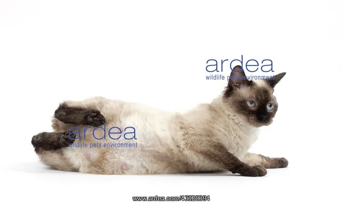  : Cat Short-haired Selkirk Rex