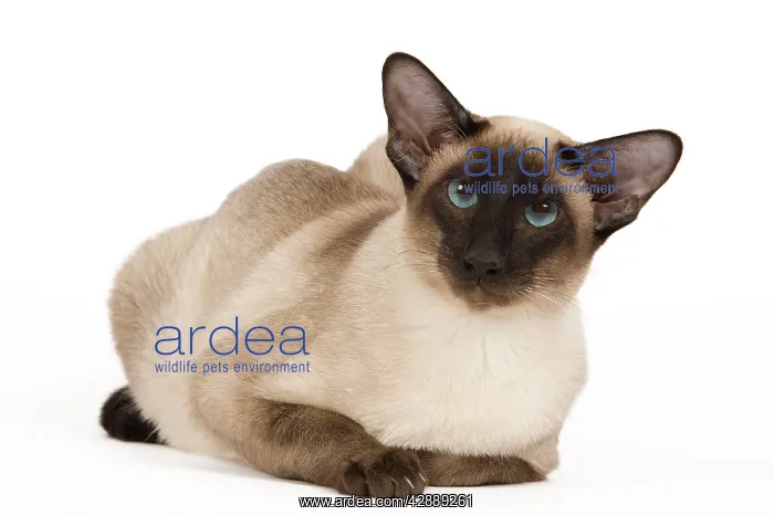 : Cat - Siamese