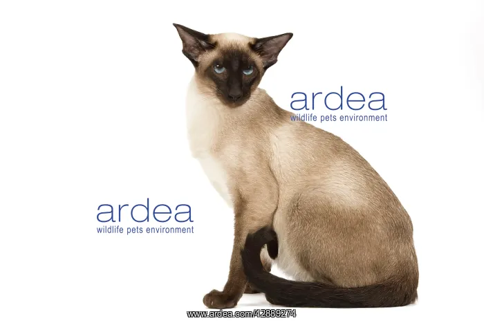  : Cat - Siamese