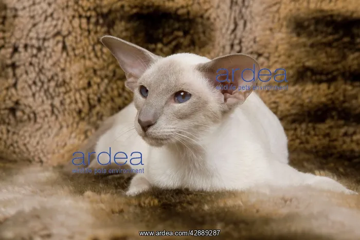  : Cat - Siamese
