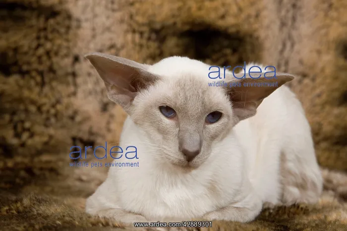  : Cat - Siamese