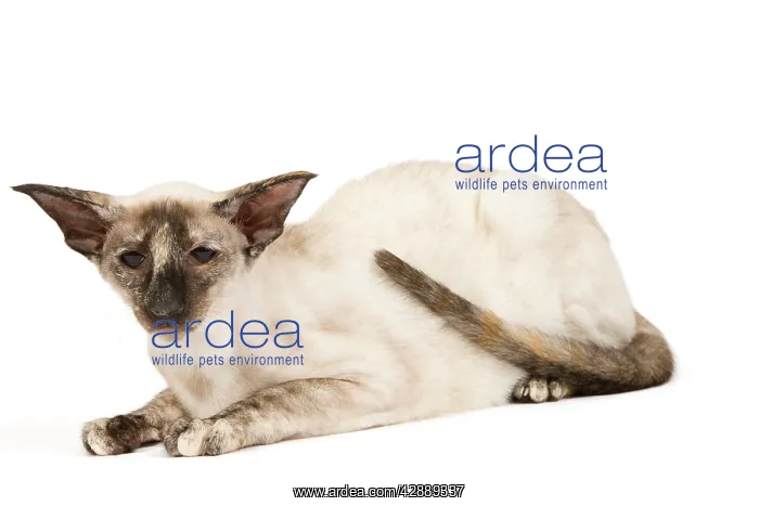  : Cat - Siamese