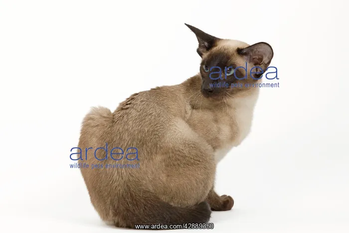  : Cat - Siamese