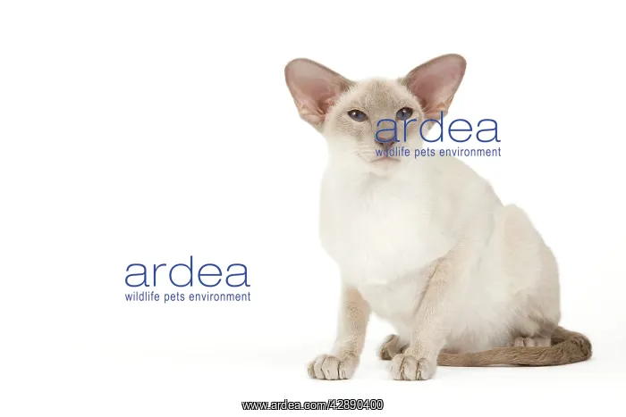  : Cat - Siamese