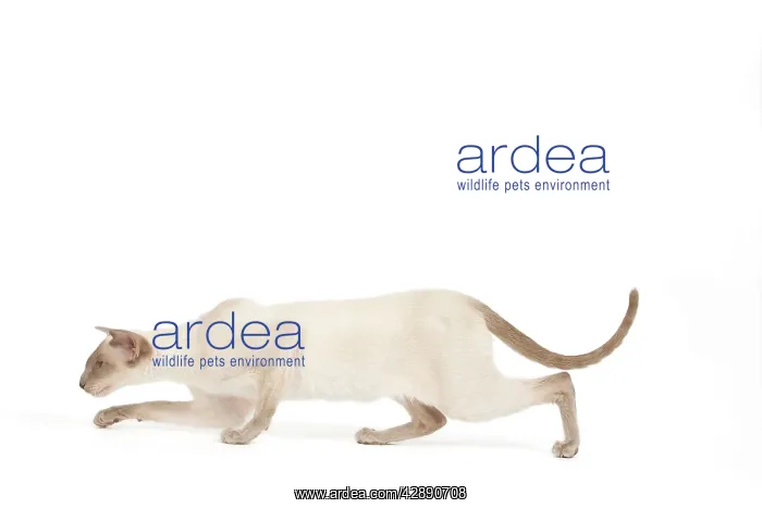  : Cat - Siamese