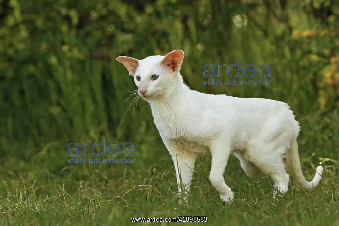  : Cat - Siamese
