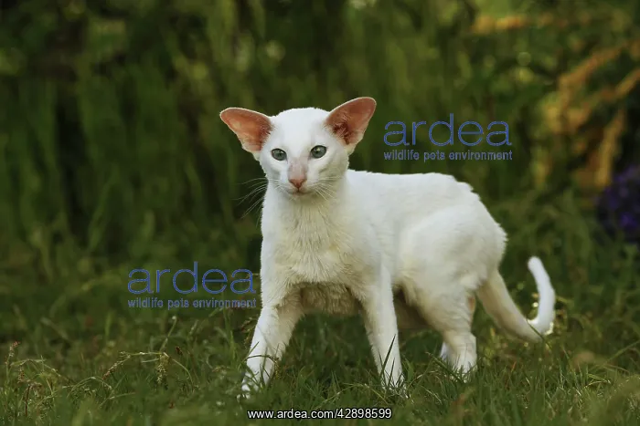  : Cat - Siamese