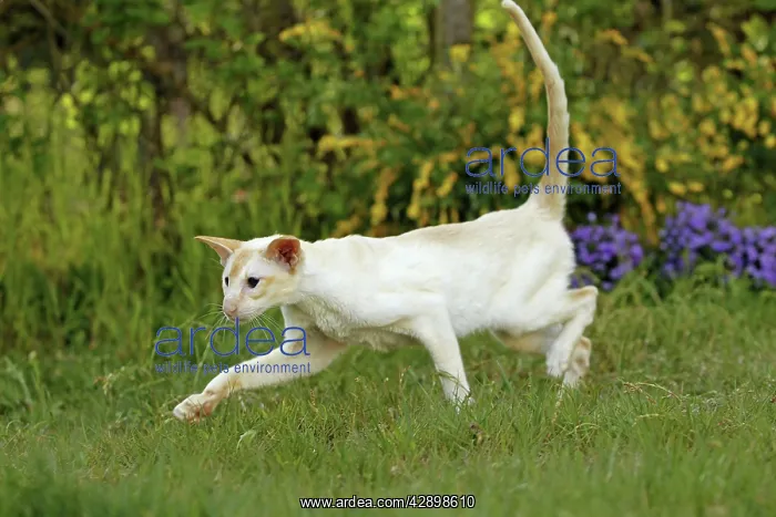  : Cat - Siamese