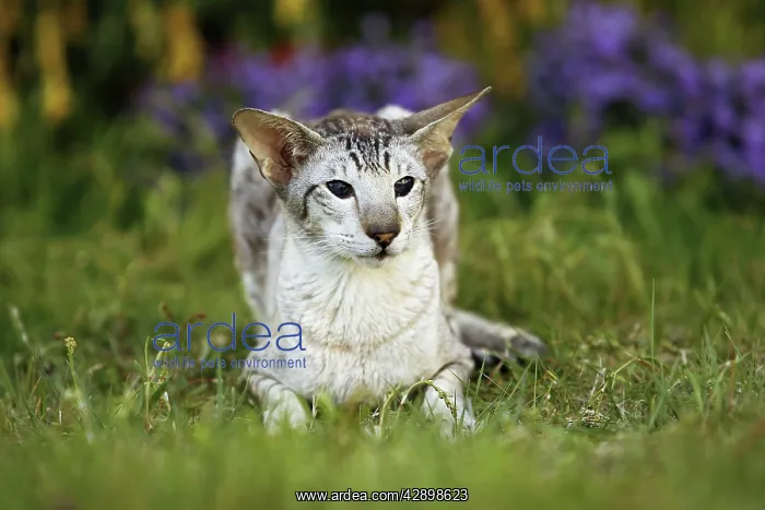  : Cat - Siamese