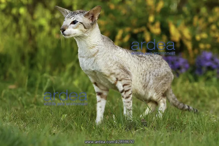  : Cat - Siamese
