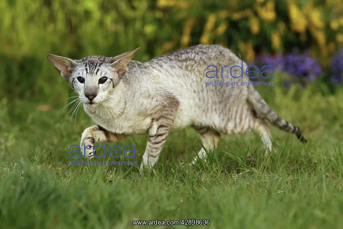  : Cat - Siamese