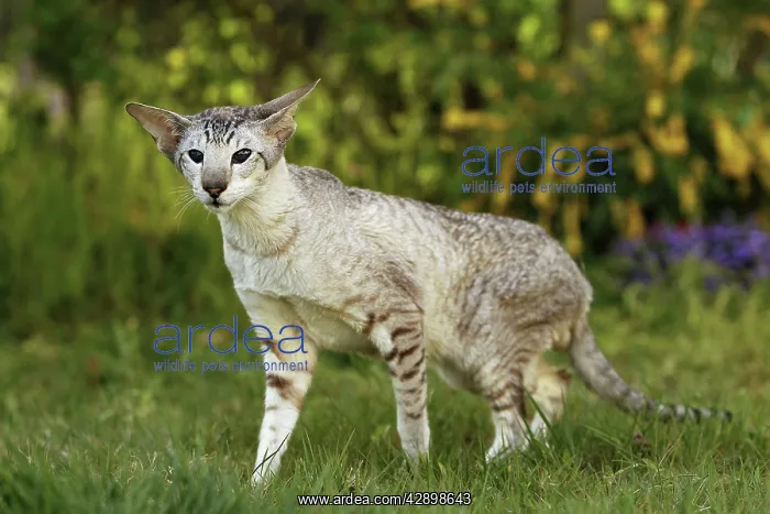  : Cat - Siamese