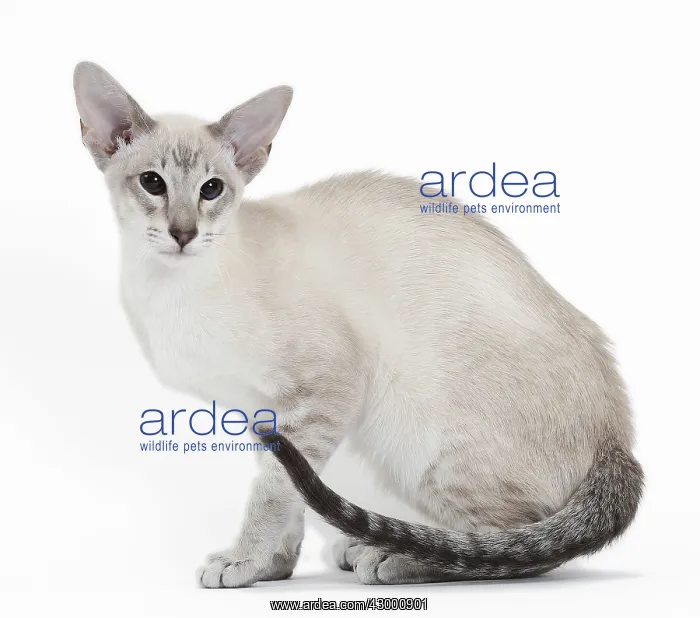  : Cat - Siamese