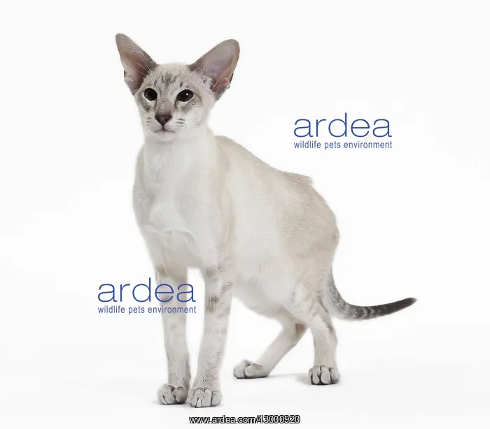 : Cat - Siamese