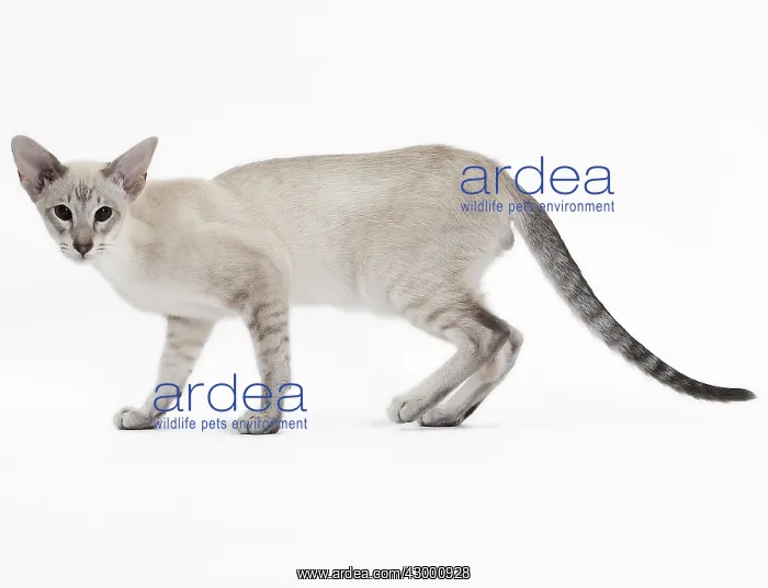  : Cat - Siamese