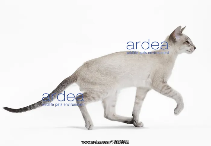  : Cat - Siamese