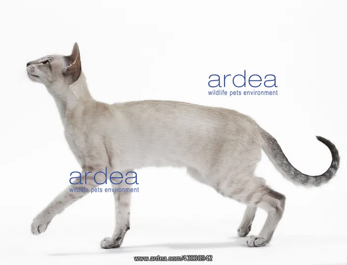  : Cat - Siamese