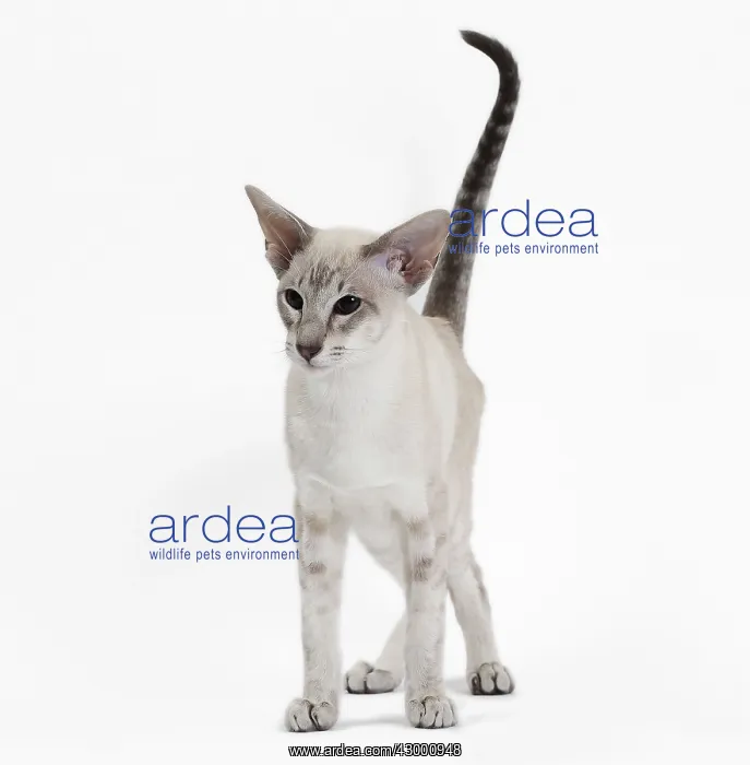  : Cat - Siamese