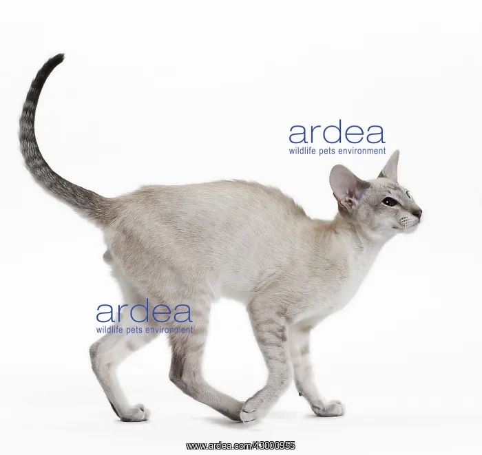  : Cat - Siamese
