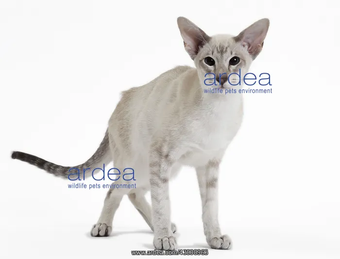  : Cat - Siamese