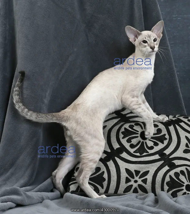  : Cat - Siamese