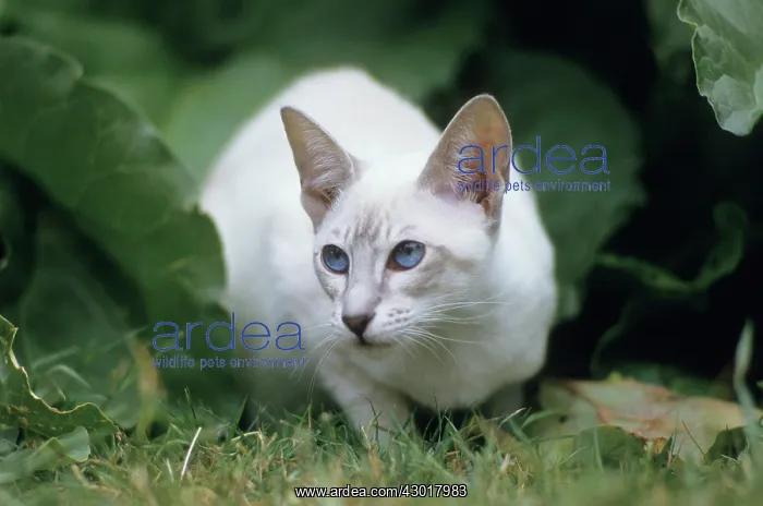  : Cat - Siamese