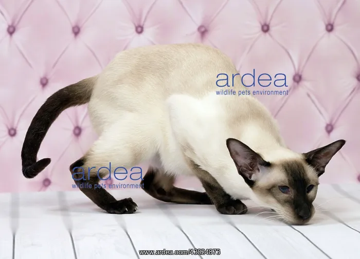  : Cat Siamese