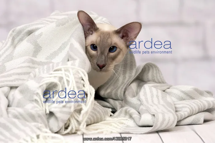  : Cat Siamese